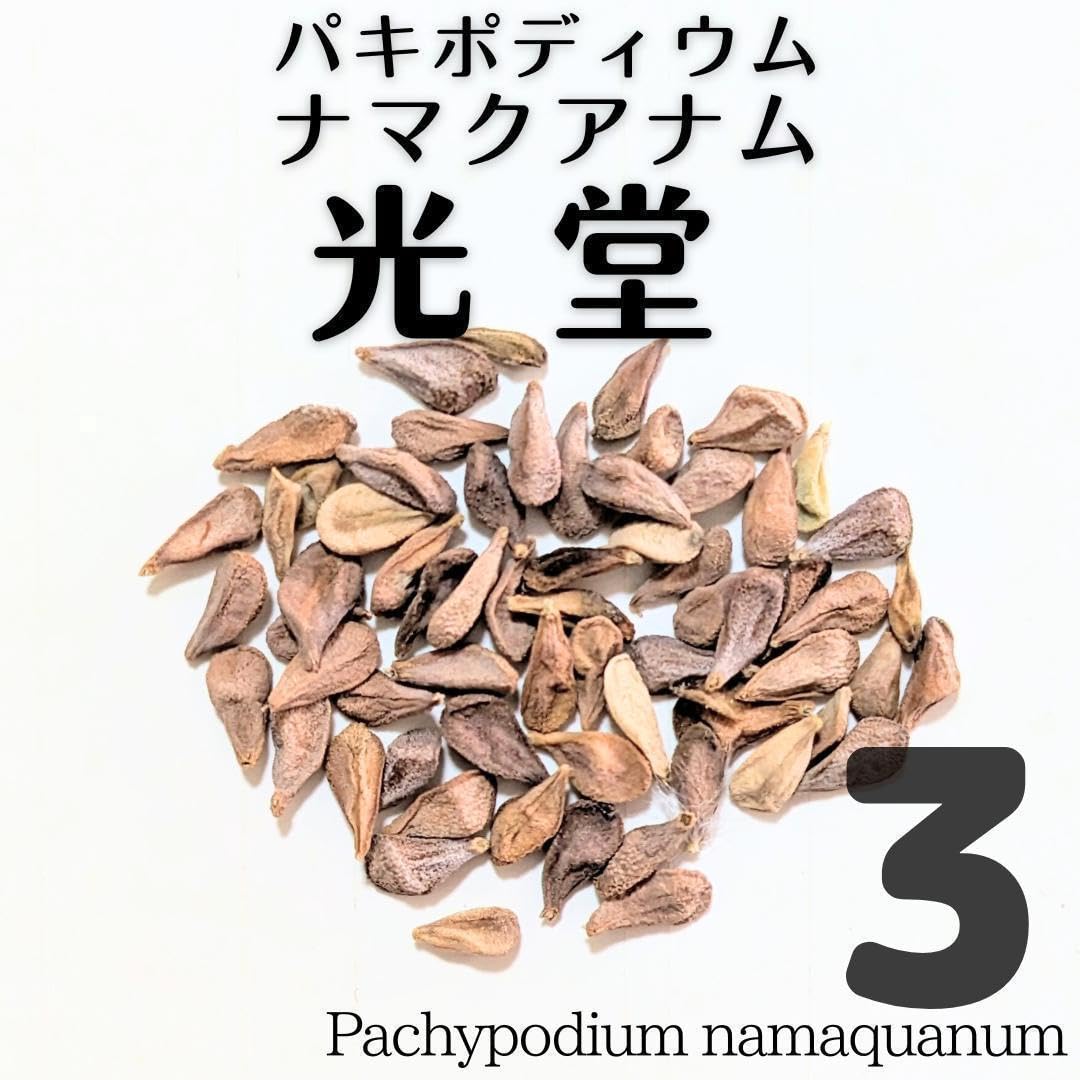 【発芽率9割以上】残り3セット　パキポディウム　ナマクアナム　光堂　種子5粒 Amazon.co.jp: 3粒光堂 パキポディウム ナマクアナム 種子 種 : DIY